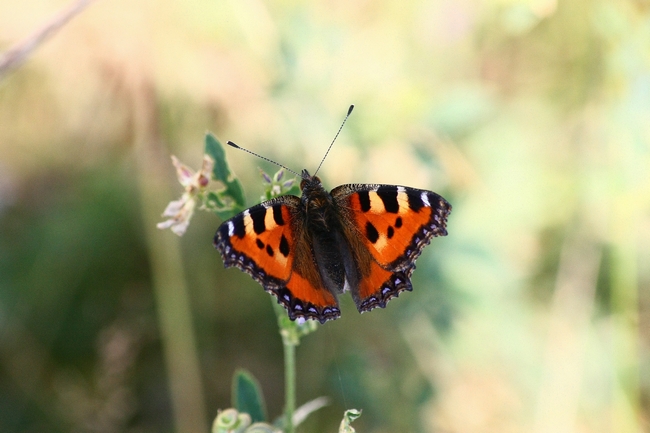 La mia prima Aglais urticae